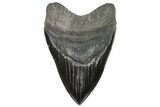 Fossil Megalodon Tooth #92691-2